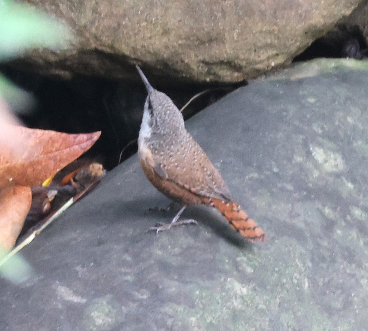 ムナジロミソサザイ - ML645627260