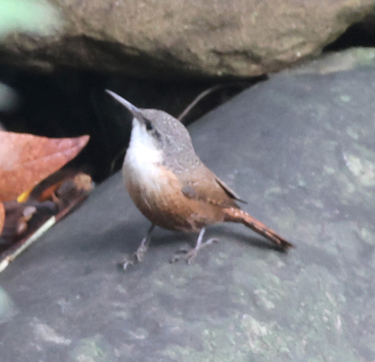 ムナジロミソサザイ - ML645627261