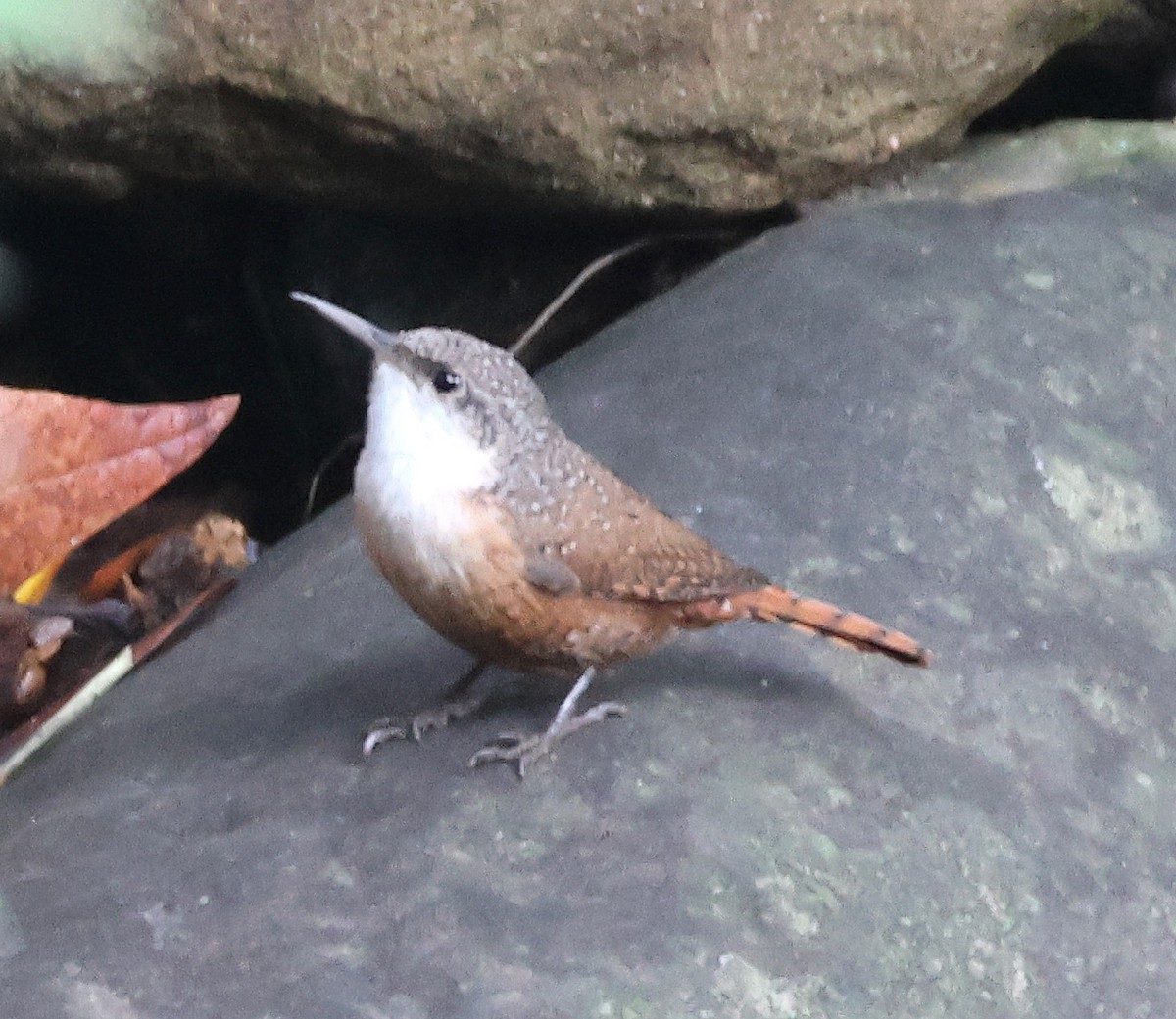 ムナジロミソサザイ - ML645627262