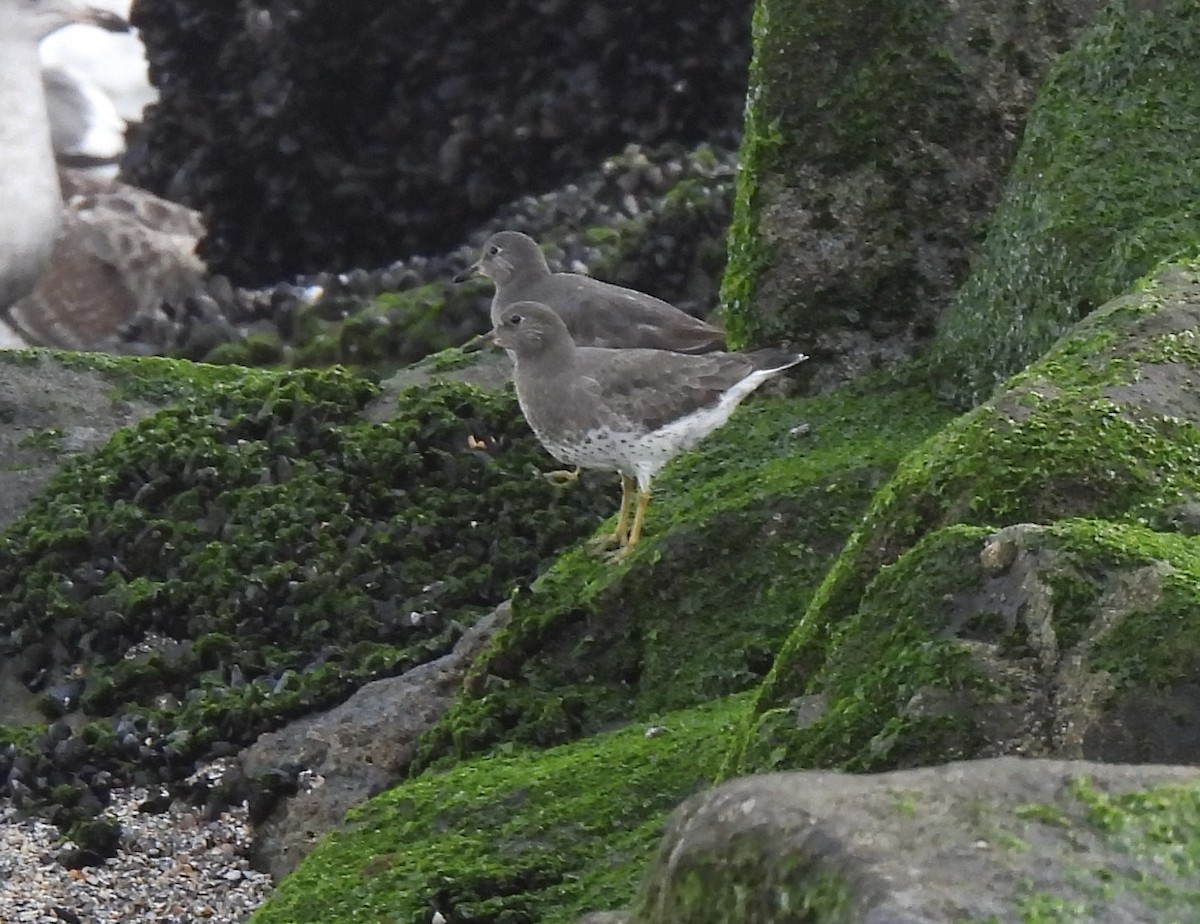 Surfbird - ML645627268