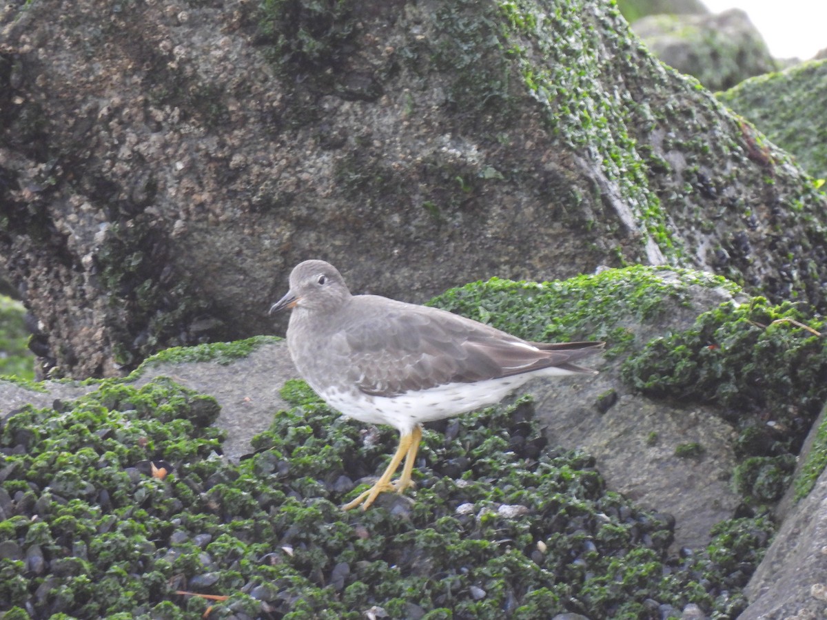 Surfbird - ML645627269