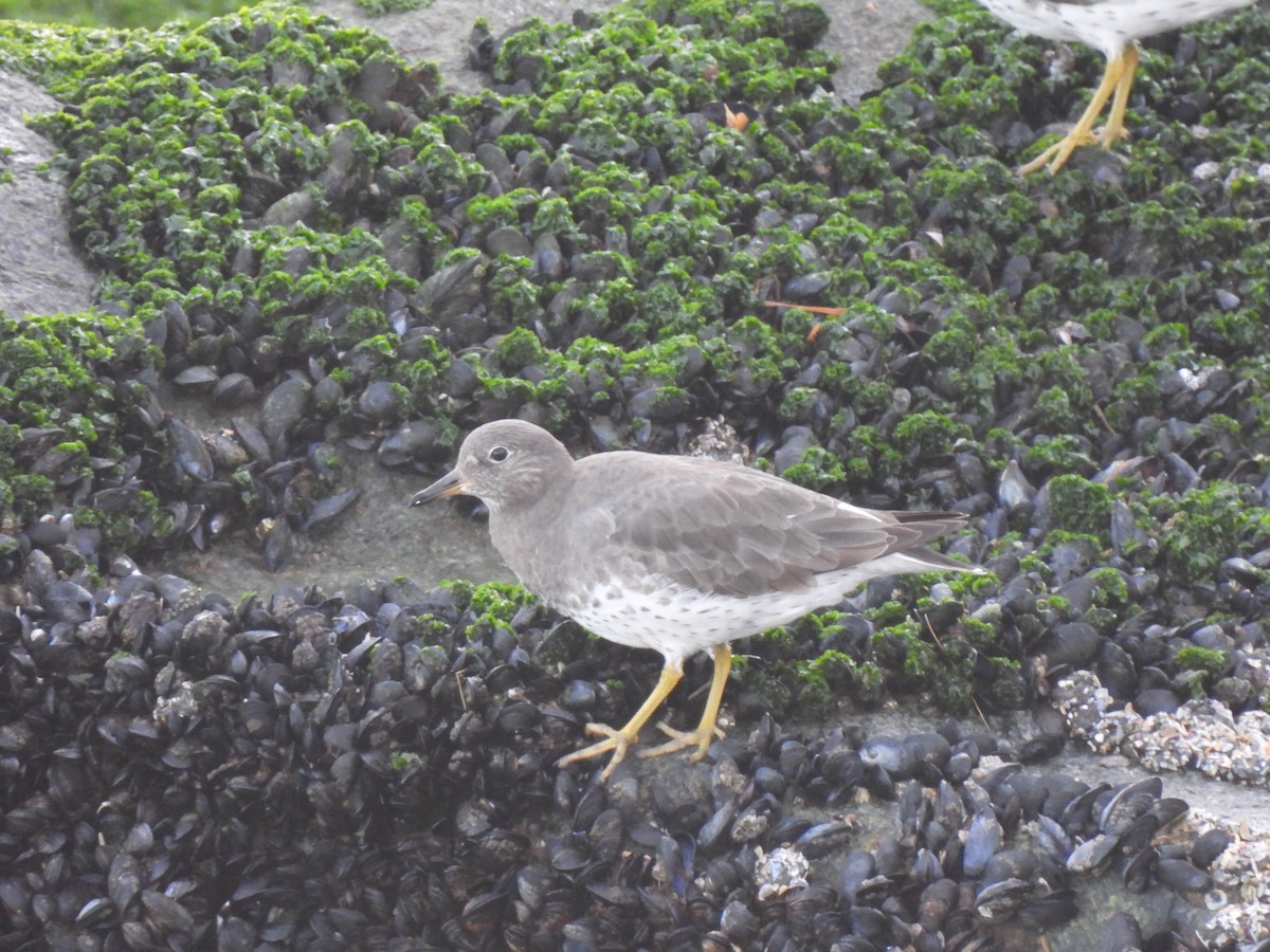 Surfbird - ML645627270
