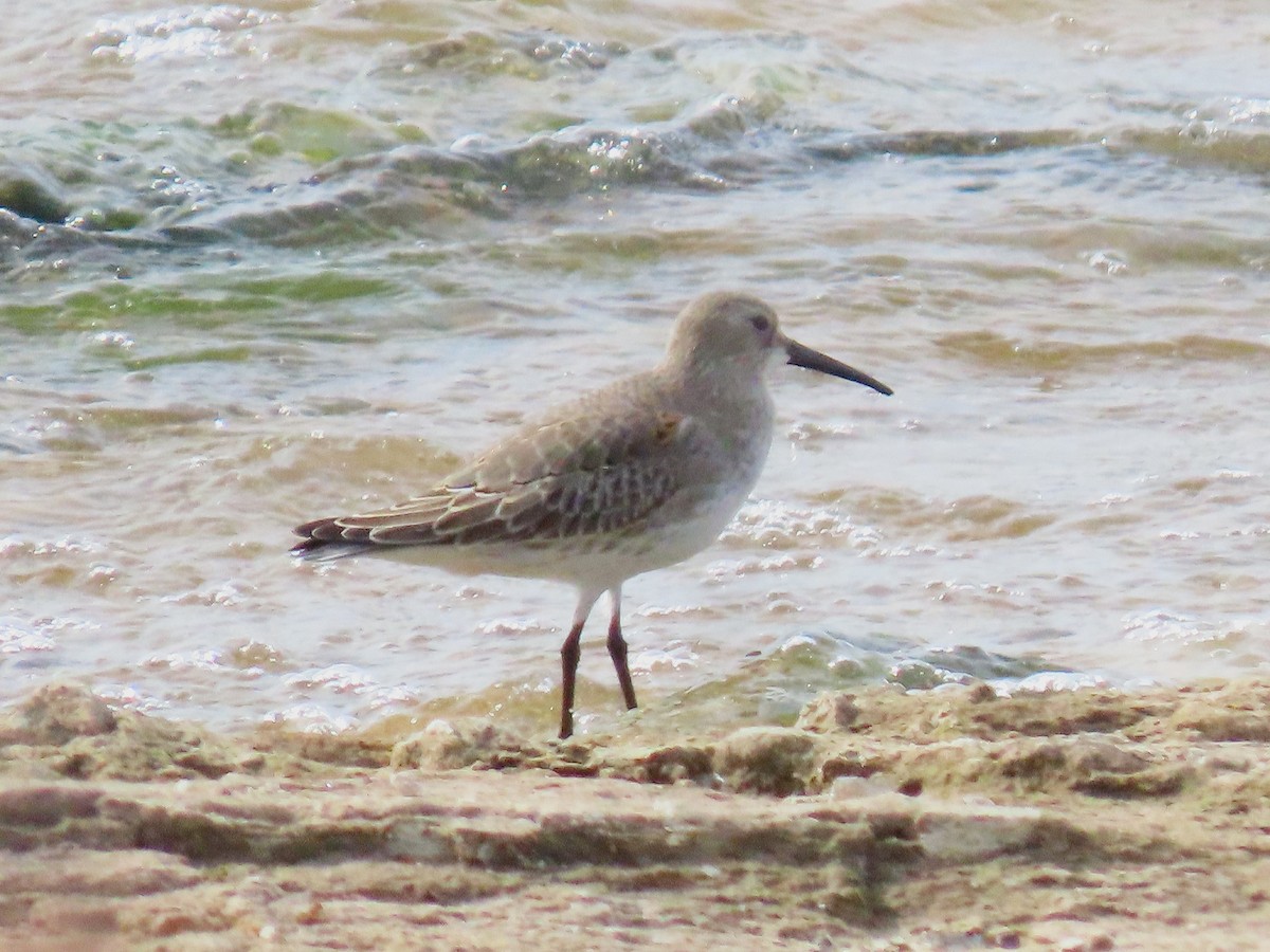 Bécasseau variable - ML645627279