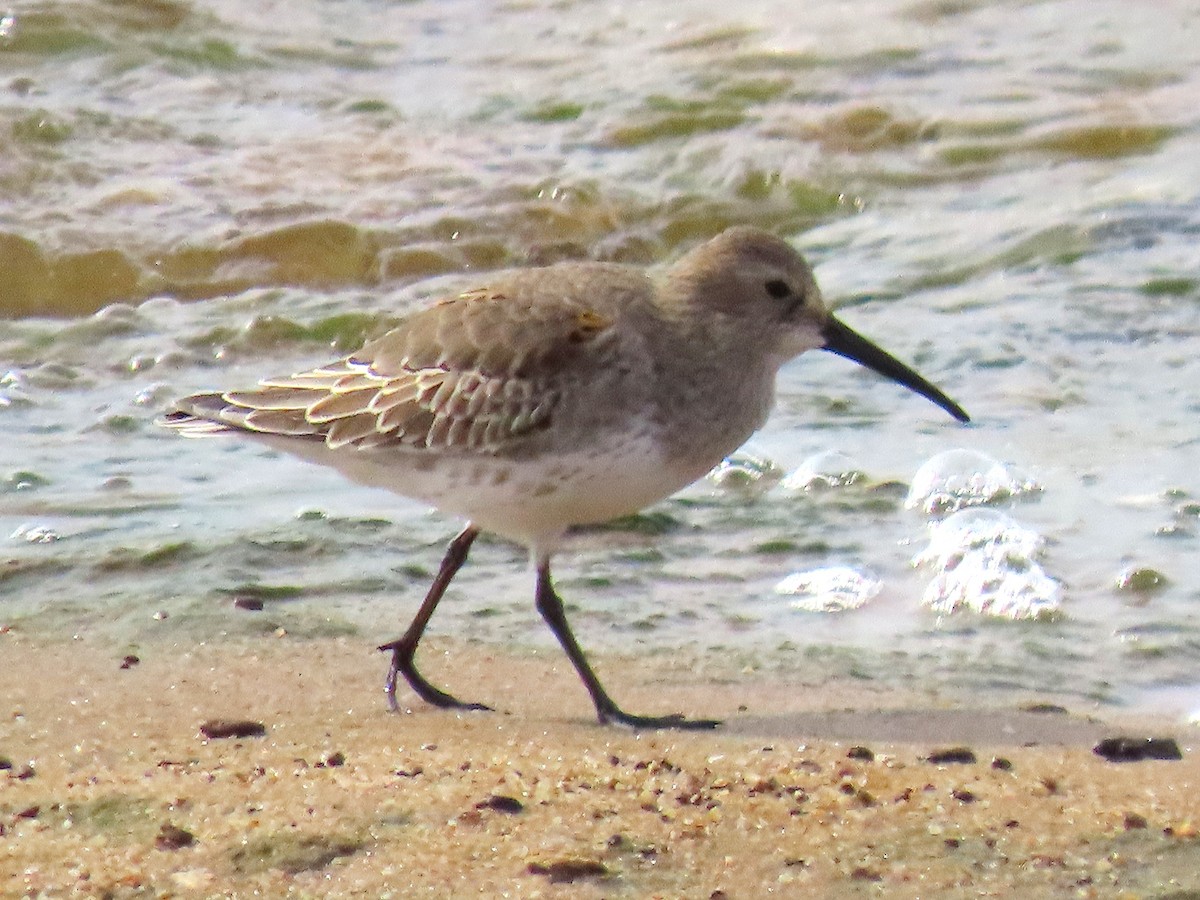 Bécasseau variable - ML645627280