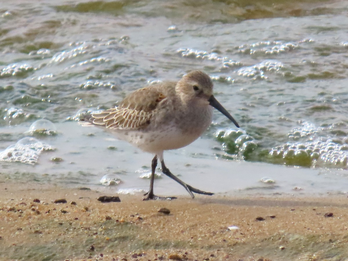 Bécasseau variable - ML645627281