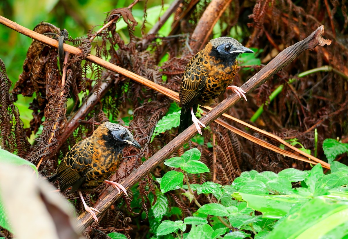 Ocellated Antbird - ML645627284