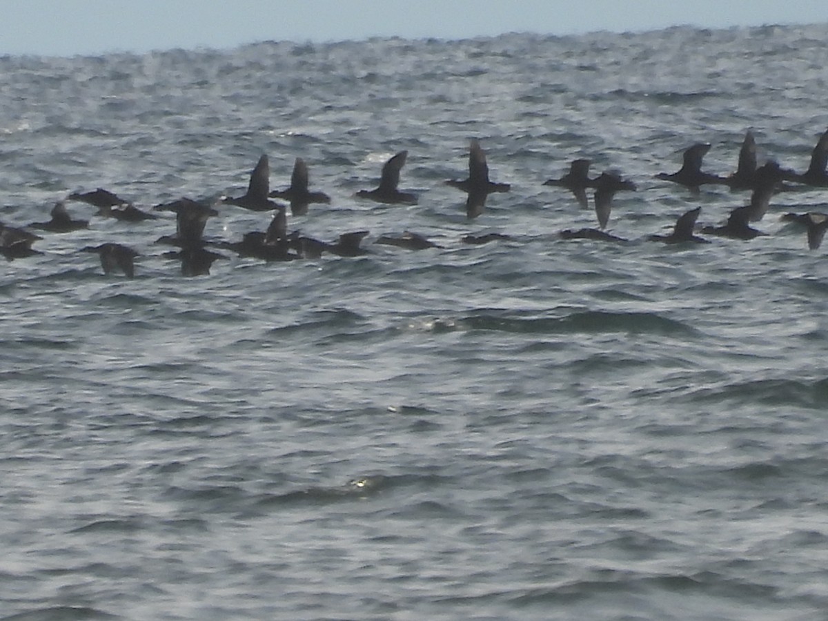 Surf Scoter - ML645627286