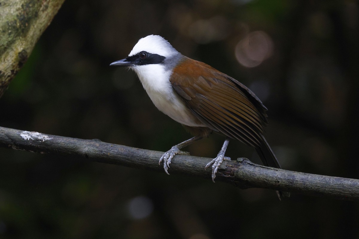 White-crested Laughingthrush - ML645627292
