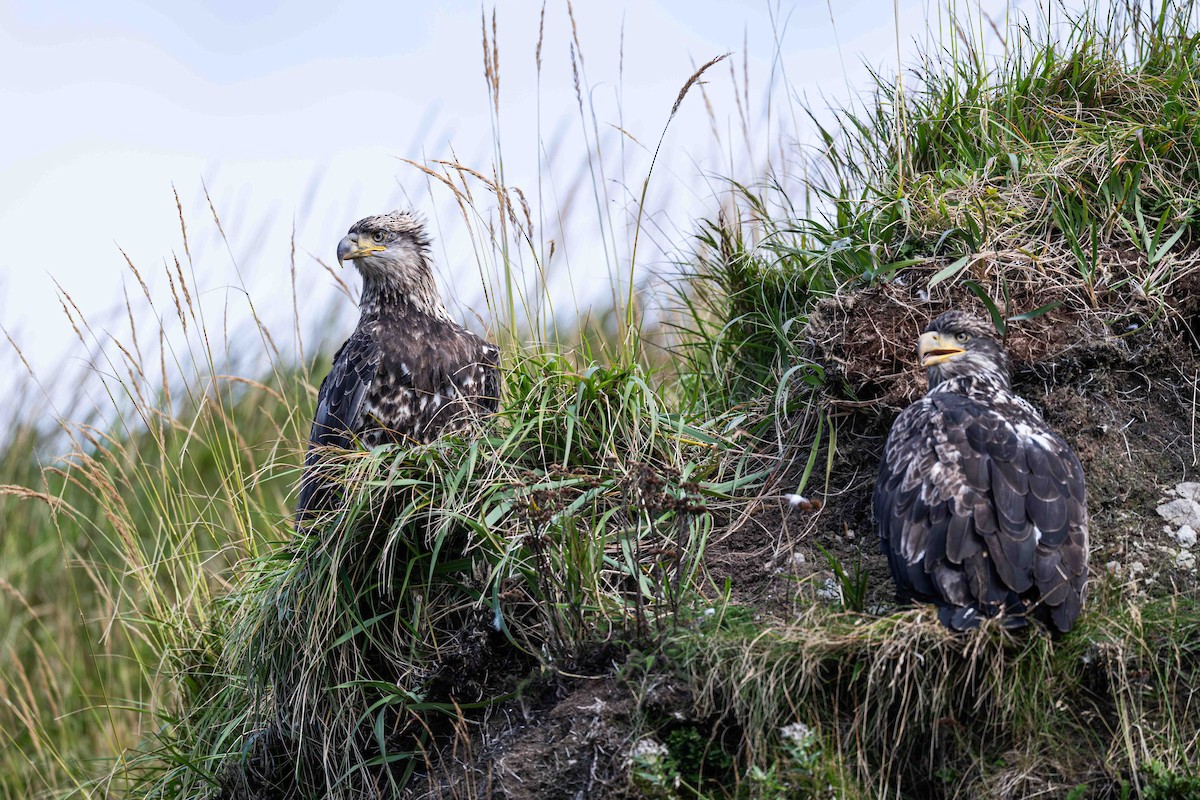 Bald Eagle - ML645627293