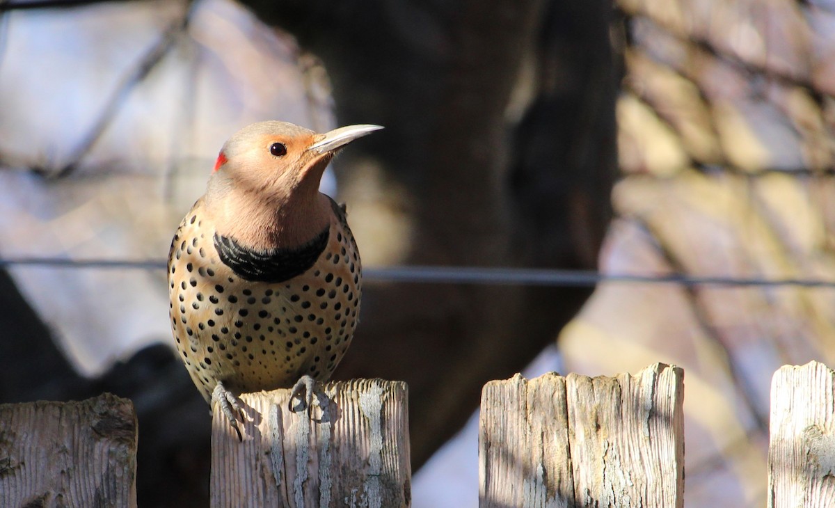 Northern Flicker - ML645627294