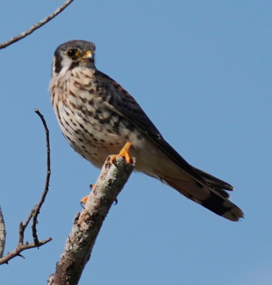 American Kestrel - ML645627296