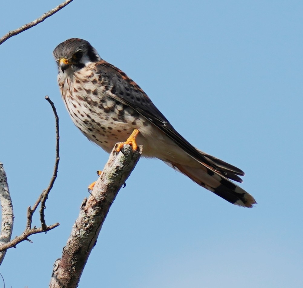 American Kestrel - ML645627297