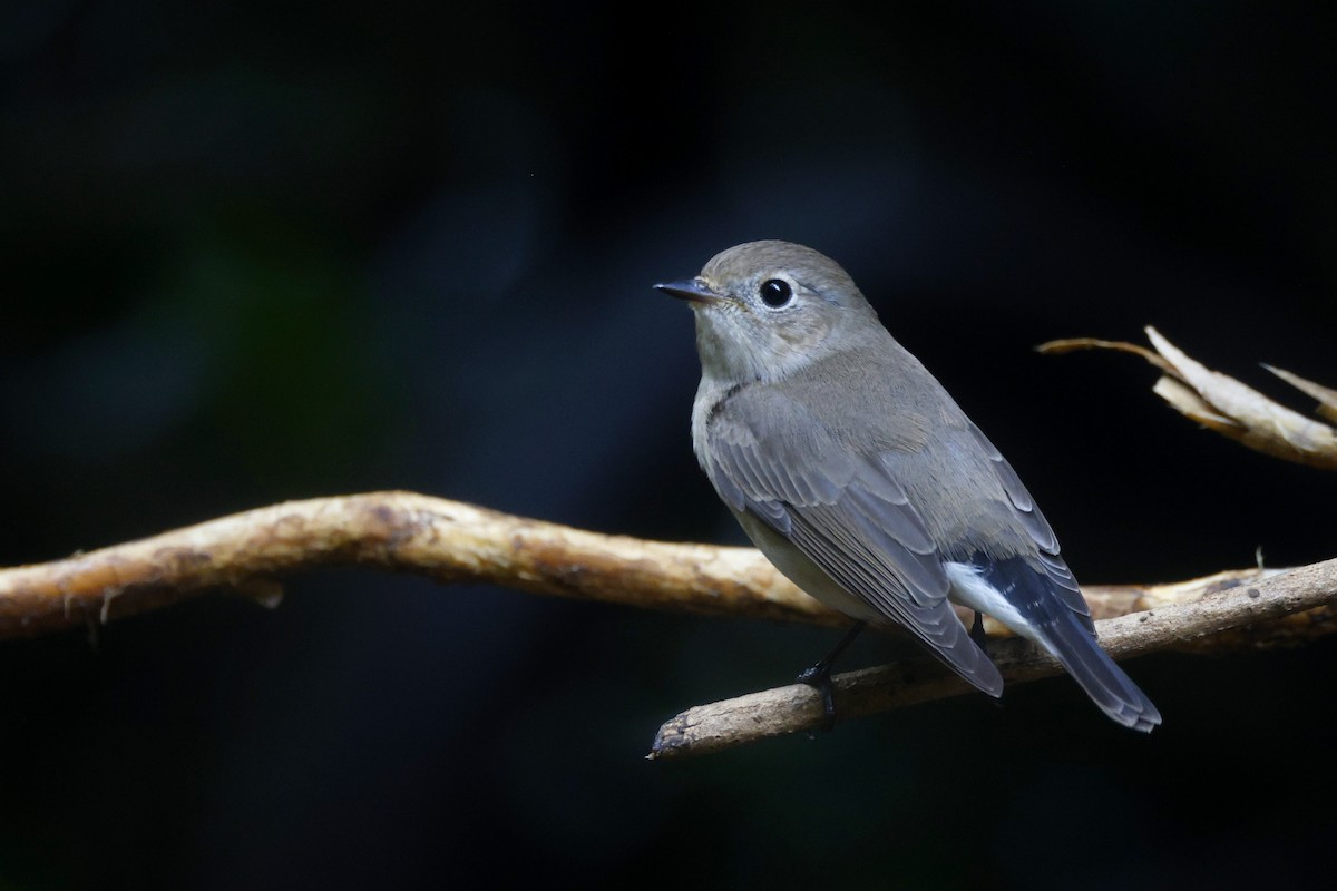 Taiga Flycatcher - ML645627298