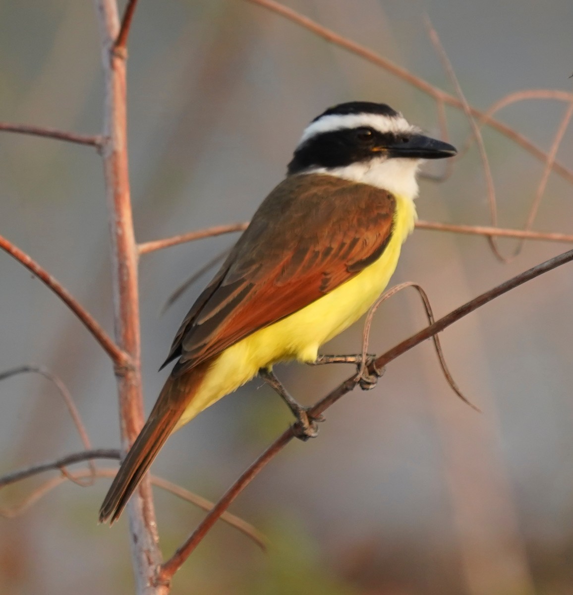 Great Kiskadee - ML645627299