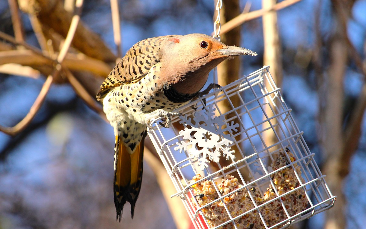 Northern Flicker - ML645627300