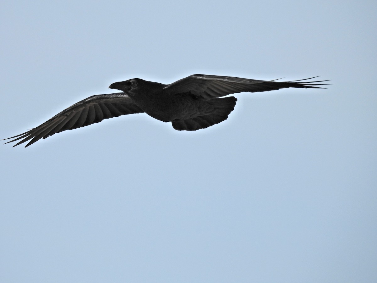 Common Raven - ML645627301