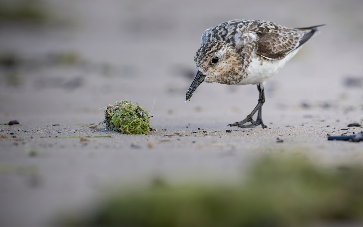 Sanderling - ML645627302