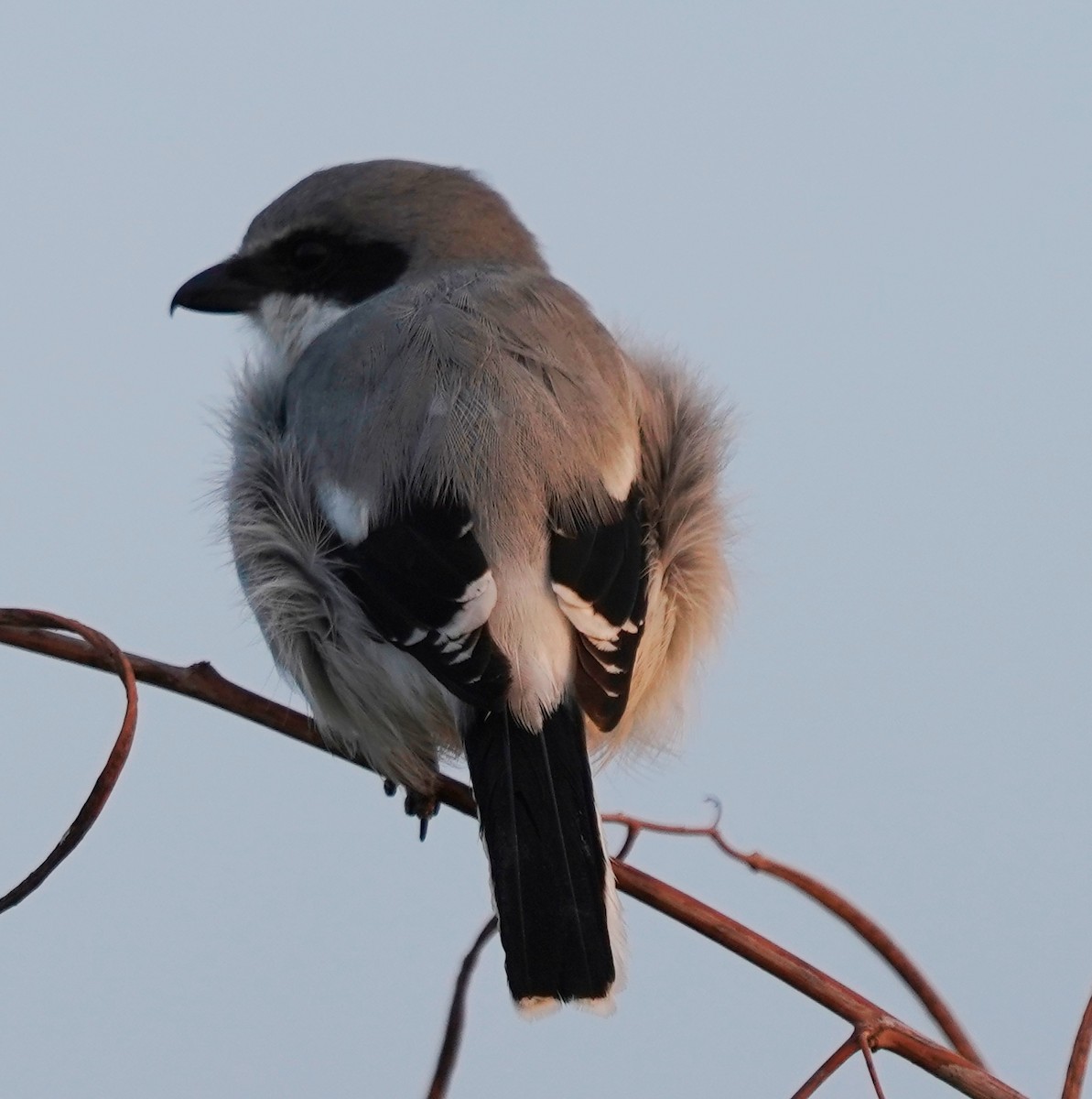 Loggerhead Shrike - ML645627303