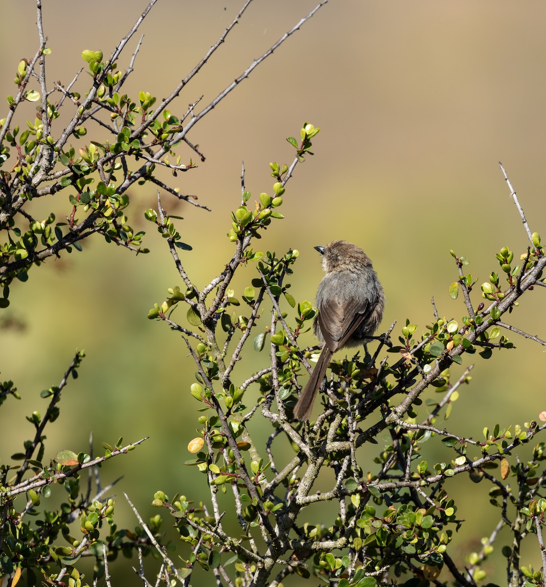 Wrentit - ML645627304