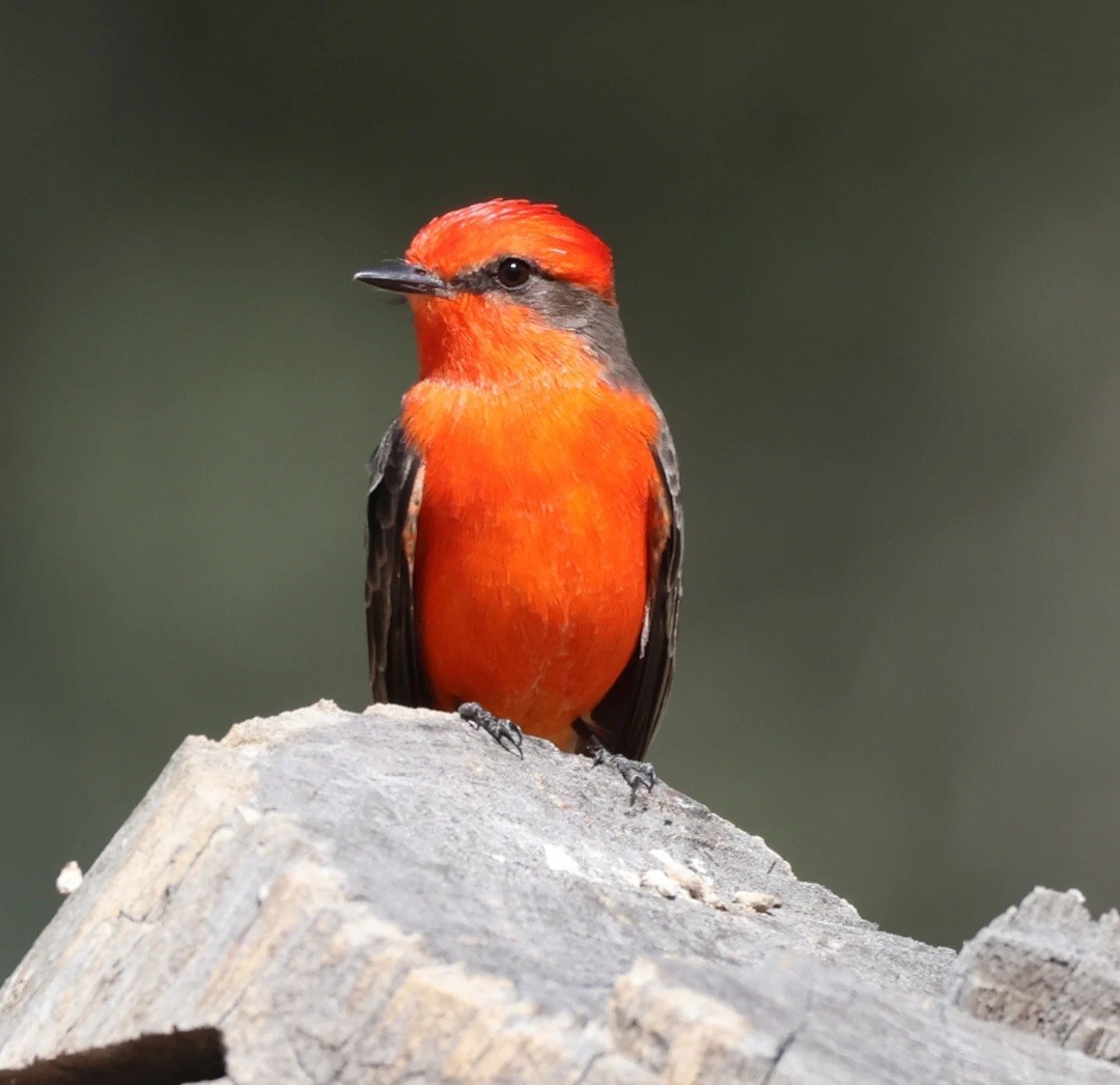 Vermilion Flycatcher - ML645627306