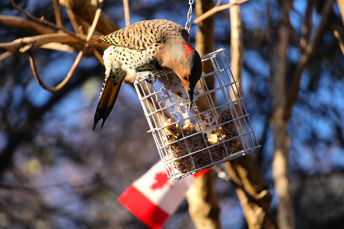 Northern Flicker - ML645627307