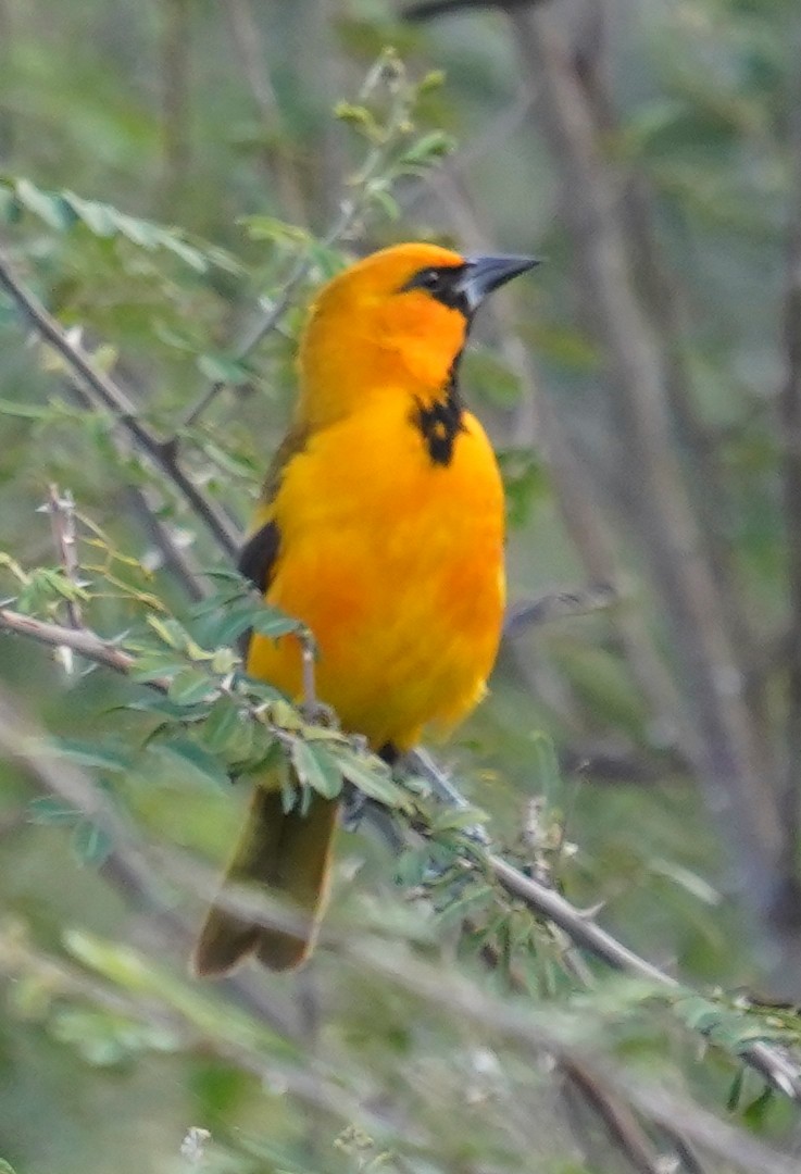 Altamira Oriole - ML645627308