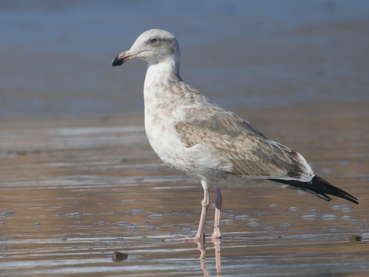 American Herring Gull - ML645627311