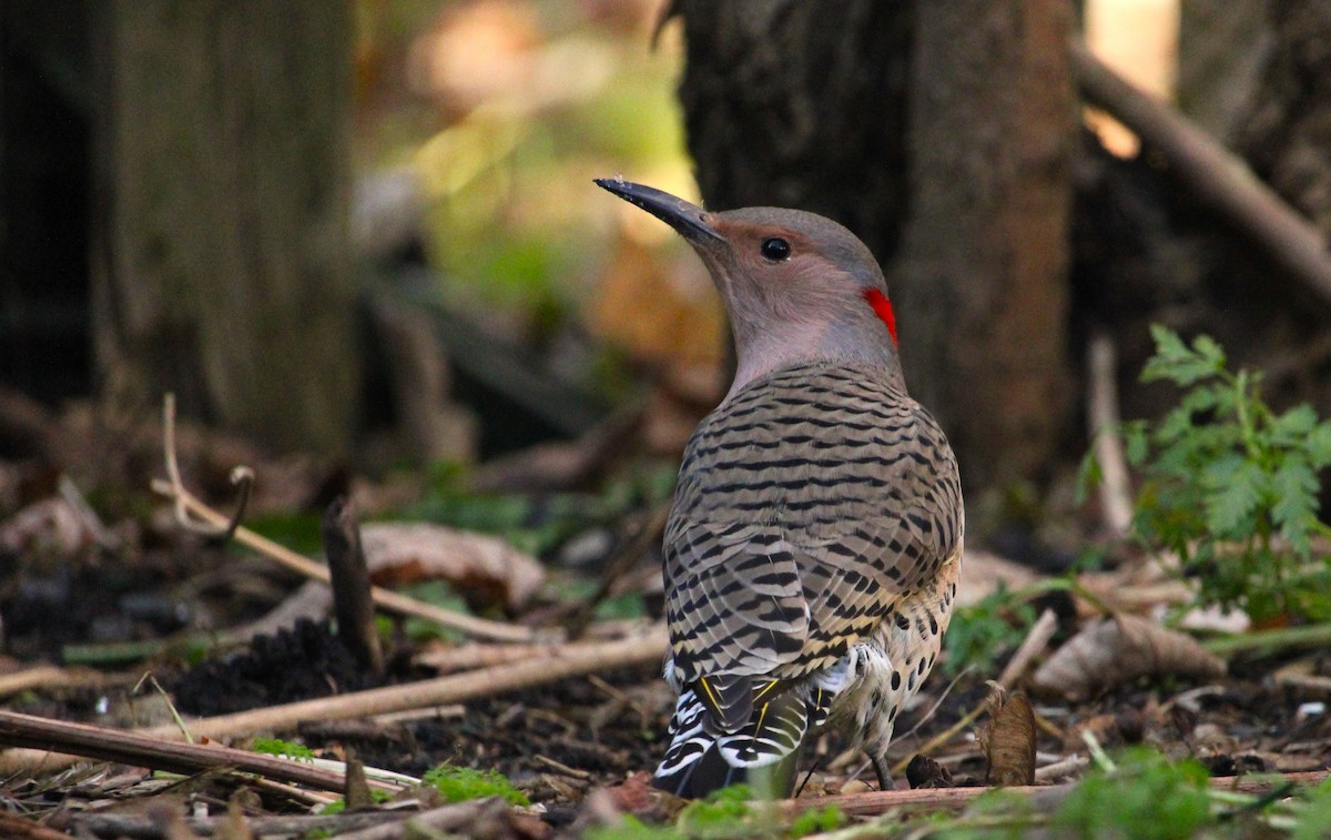 Northern Flicker - ML645627312