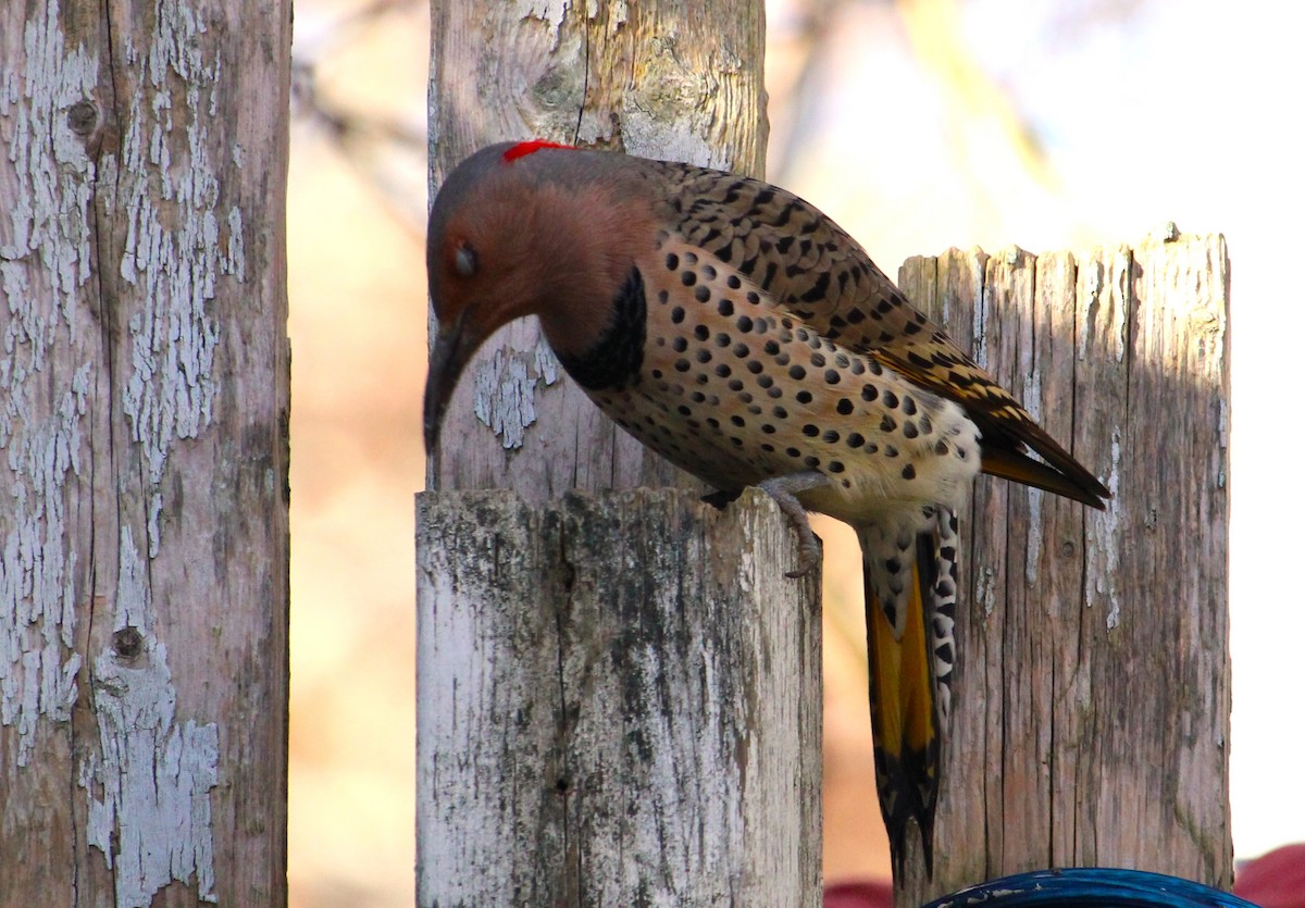 Northern Flicker - ML645627314