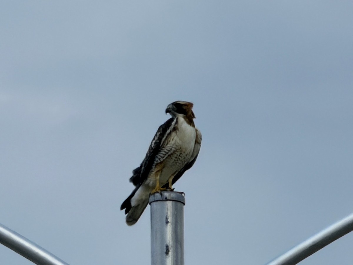 Red-tailed Hawk - ML645627316