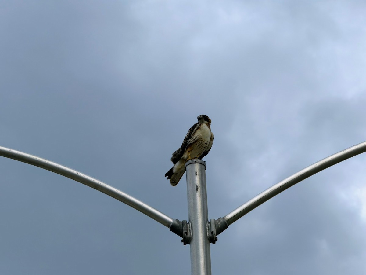 Red-tailed Hawk - ML645627317