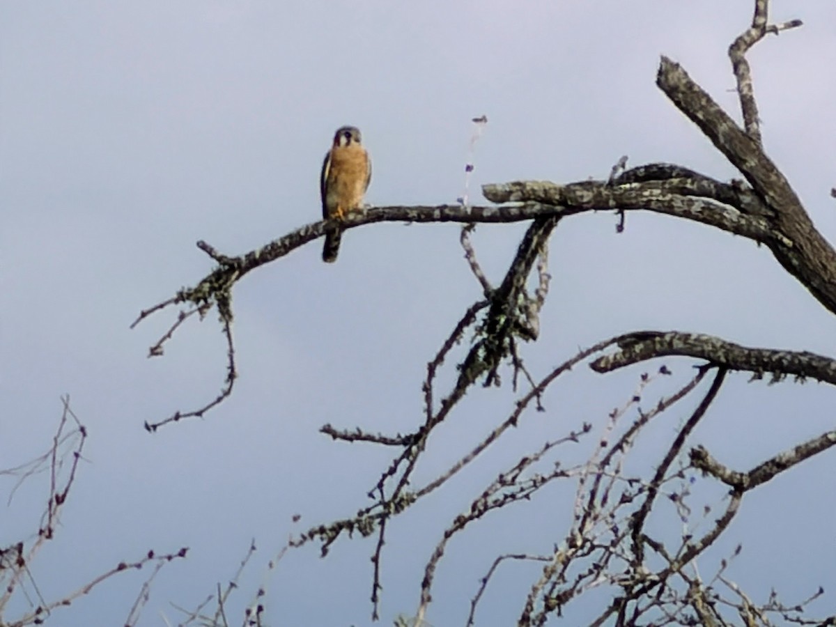 American Kestrel - ML645627318