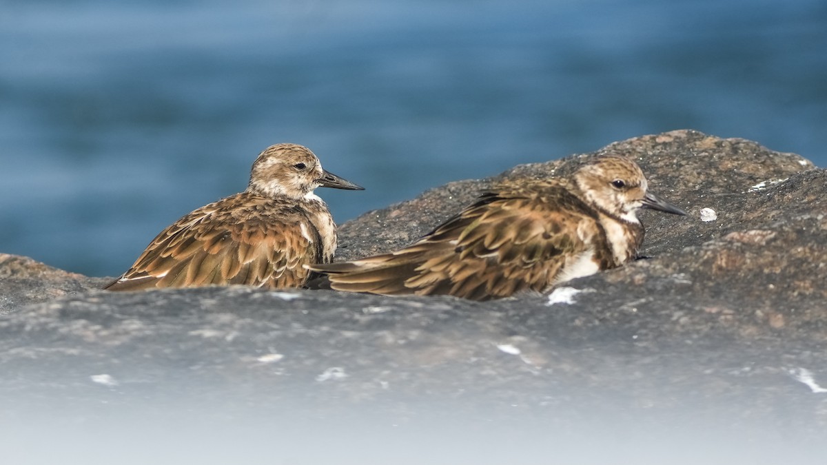 Ruddy Turnstone - ML645627319