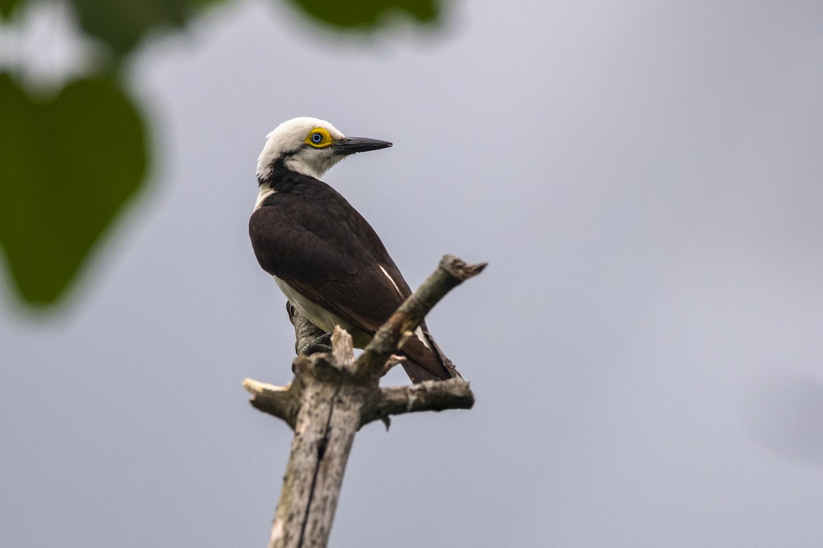 White Woodpecker - ML645627320