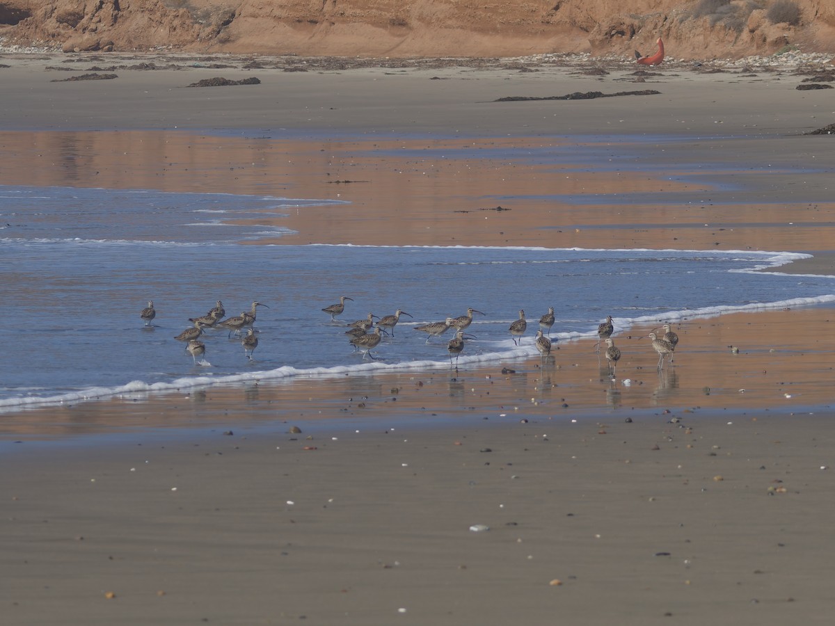 Hudsonian Whimbrel - ML645627322