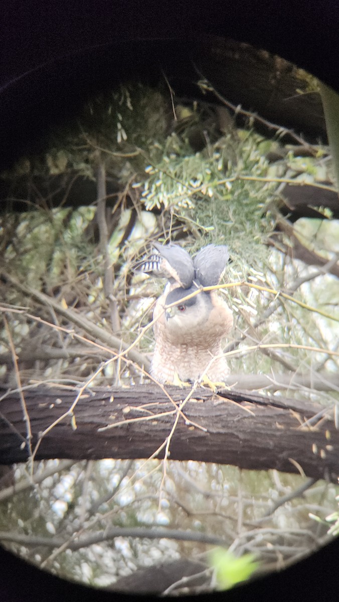 Cooper's Hawk - ML645627325