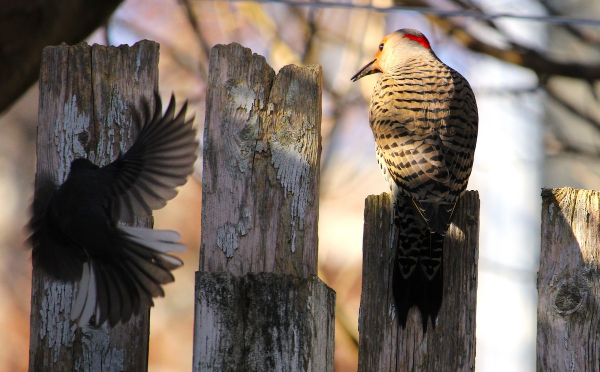Dark-eyed Junco - ML645627327