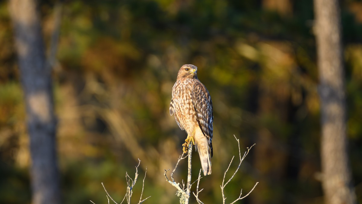 rødvingevåk - ML645627356