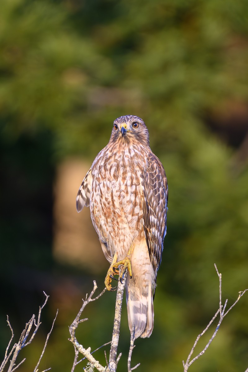 rødvingevåk - ML645627357