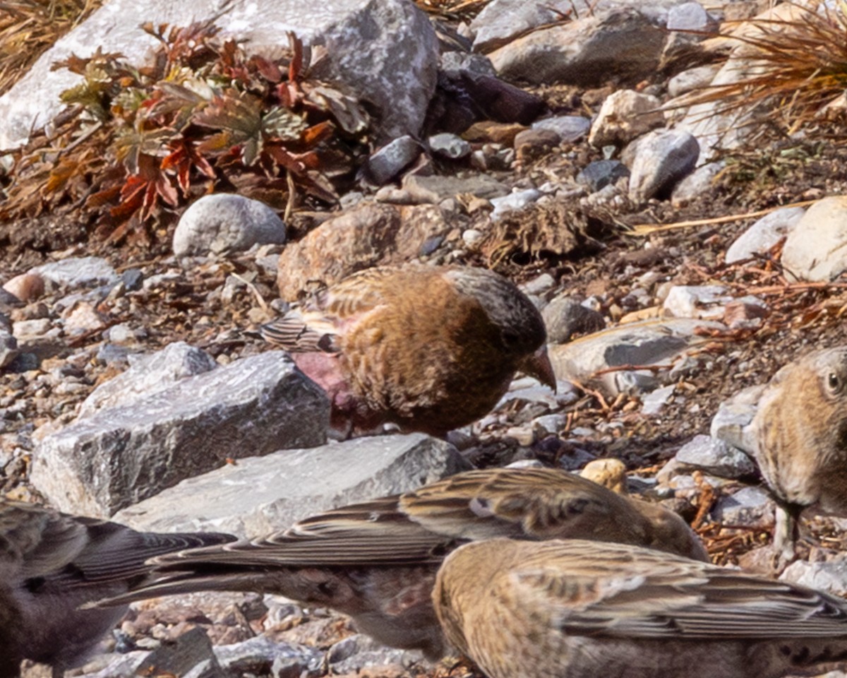 Gray-crowned Rosy-Finch (Gray-crowned) - ML645627360