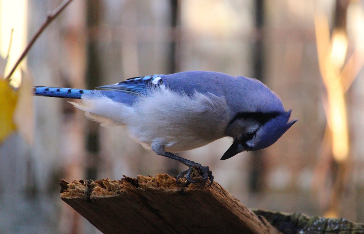 Blue Jay - ML645627361