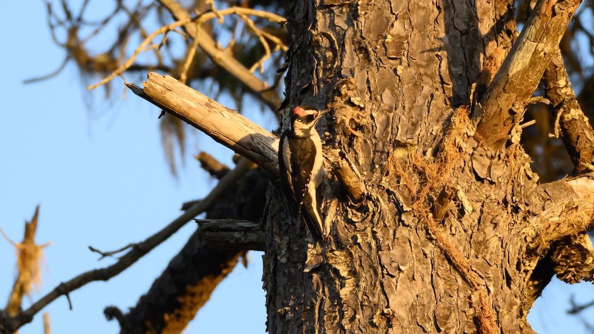 hårspett - ML645627362