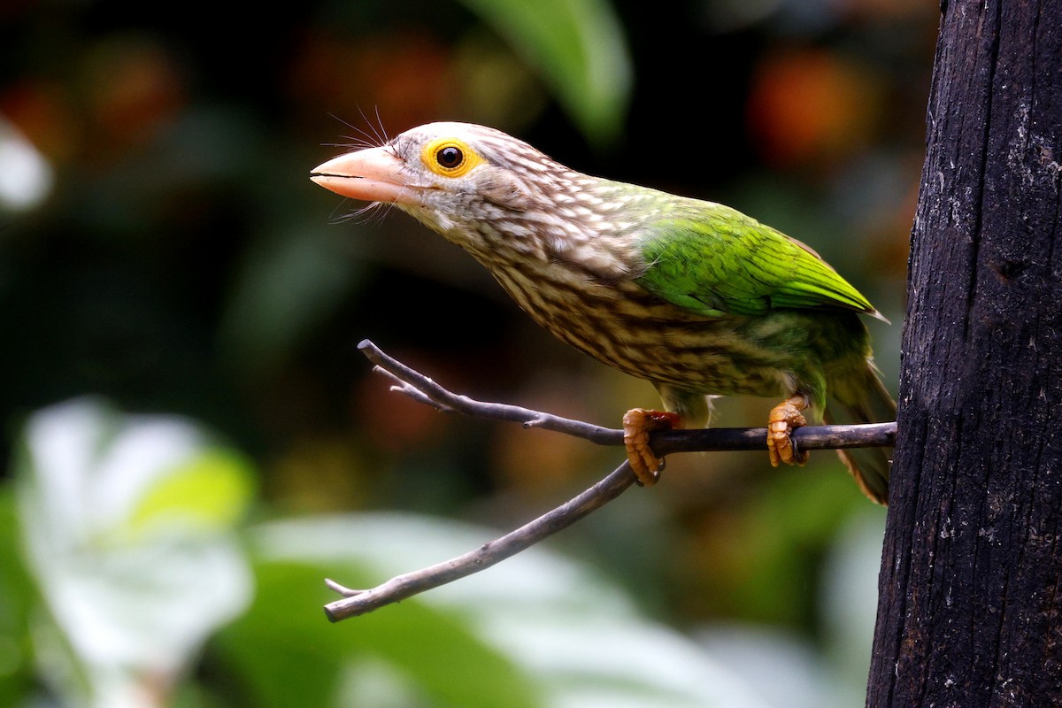Lineated Barbet - ML645627363