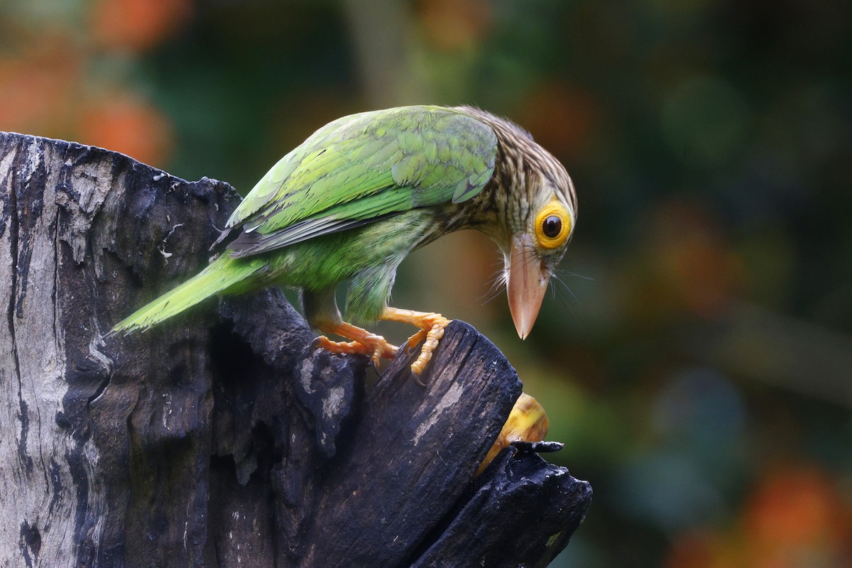 Lineated Barbet - ML645627364
