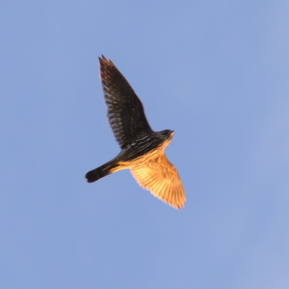 dvergfalk - ML645627368