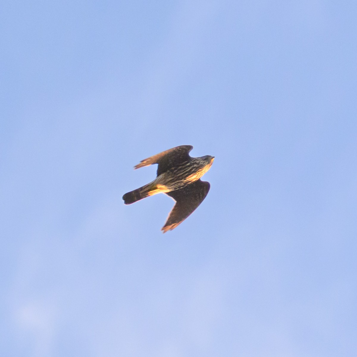 dvergfalk - ML645627369