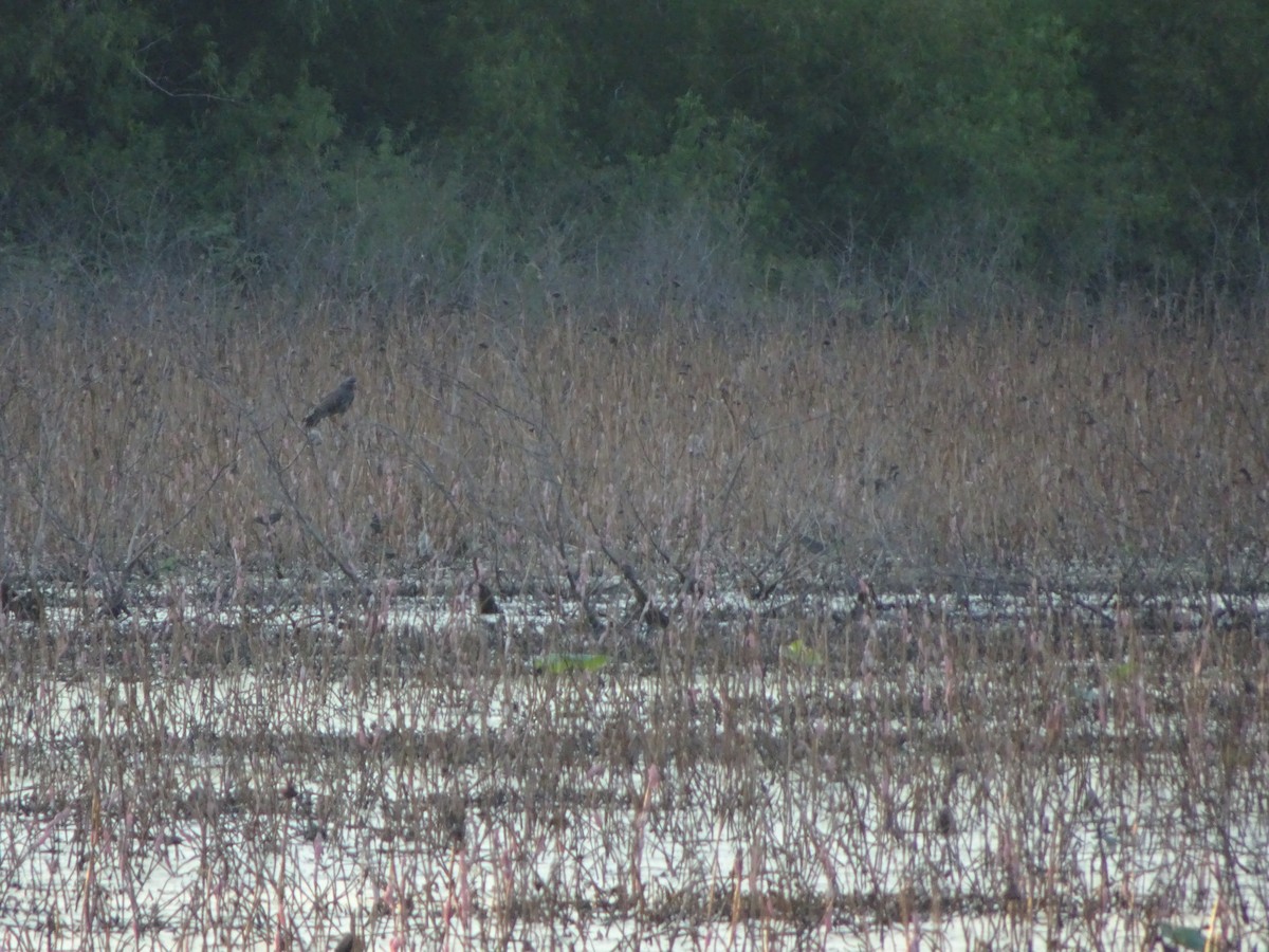 Шуліка-слимакоїд червоноокий - ML645627370