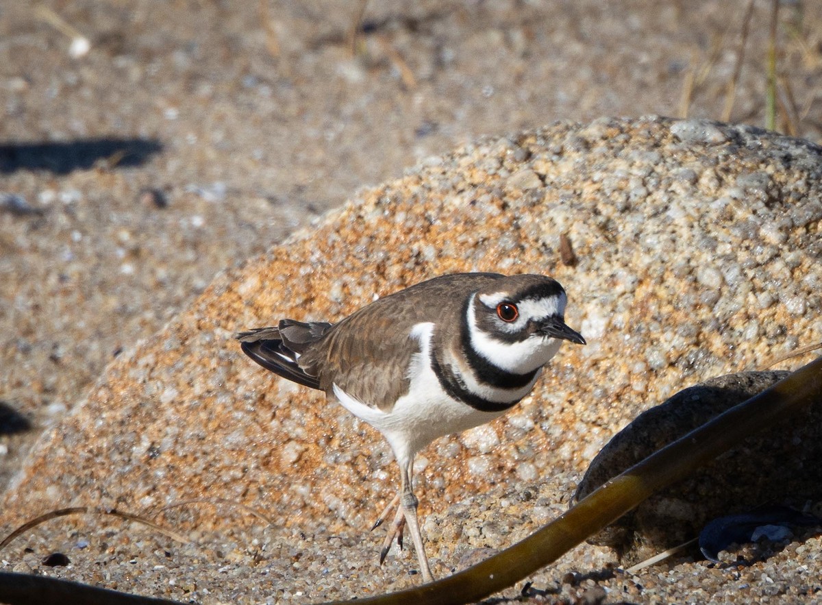 Крикливый зуёк - ML645627372