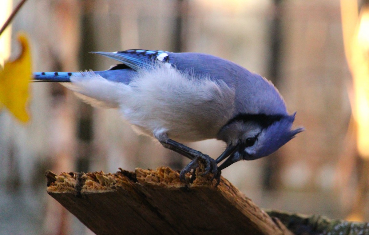 Blue Jay - ML645627376