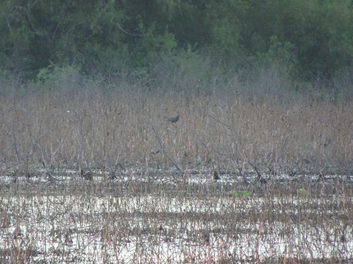 Шуліка-слимакоїд червоноокий - ML645627380